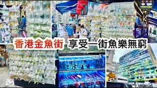 香港魚街 旺角金魚街 ｜ 太子還是旺角？ 由細行到大的魚街 通菜街 弼街 水渠道 ｜ 一街都是魚樂無窮 香港買魚好去處  《香港人遊香港-太子》