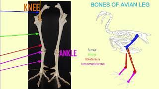 bird lower leg bones: tibiotarsus & tarsometatarsus