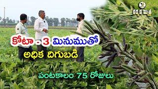 కోటా -3 రాజస్థాన్ మినుము రకం భలే పండింది || High Yield Black gram Variety Kota - 3 || Karshaka Mitra