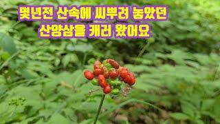 산속에 씨뿌려 놓았던  직파 산양삼 캐기