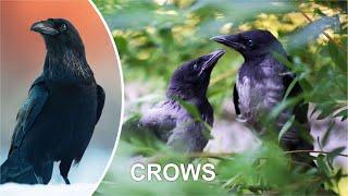 CROWS (Funny crow video)