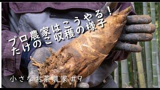 プロ農家のたけのこ収穫｜丁寧な手掘り｜竹林整備｜春の味覚｜タケノコ｜Bamboo shoot harvest by the professional farmer【小さなお茶農家#9】