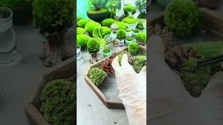 Moss Bonsai  Moss Micro Landscape bonsai art苔藓微景观《nana》 works welcome to subscribe #shorts