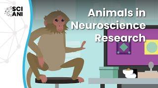 Why are animal studies important in neuroscience research?