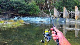 This Roadside Creek is LOADED!!