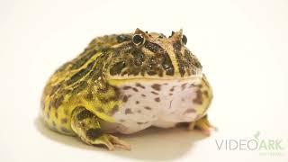 A Chacoan horned frog (Ceratophrys cranwelli) named Hulk at Omaha’s Henry Doorly Zoo and Aquarium.