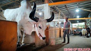 BIGGEST BAHUBALI KANKAREJ OX OF 2023  FROM KHAN DAIRY FARM GOLBARI #viral || Kolkata cow 2023 ||