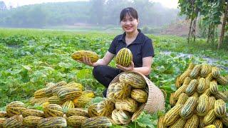 120 Days: Harvest Melons, Sponge Gourds, Pineapples, Dragon fruit and goes to market sell