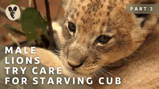 The Runaway Lion Cub | Part 3 | Male Lions Try Care For Starving Cub