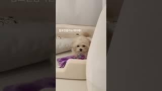 #반려견 #토리 #토리의하루 #잠좀자 #말티푸