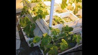 EasyGardenTips - Aquaponics System - $75 - How We Easily Build Aquaponics Garden - EasyGardenTips