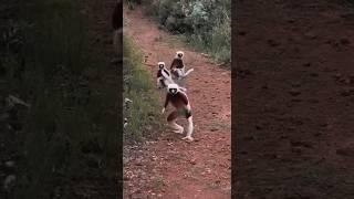 Мадагаскарская сифаки  #animals #viral #shorts