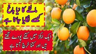 Orange Bagh Business Maltay ka Bagh kesay Lagya jata hai Complete Information sry tv