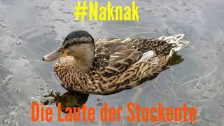 Die Laute der Stockente #LoveNature #Tiergeräusche #Naknak