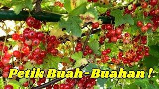 FRUIT PICKING IN MY PARENTS-IN-LAW'S GARDEN || MEMETIK BUAH DI KEBUN IBUBAPA MENTUA