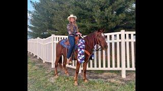 Missouri Foxtrotter Gaited Trail Horse For Sale on THEHORSEBAY.COM