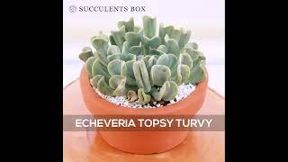 Echeveria Runyonii Topsy Turvy Succulent | Succulents Box