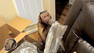 MonkeyBoo AWESOME Mail Time!