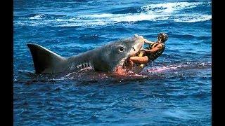 Psychological Behavior of the Great White Shark 720p - NatGeo - national geographic channel