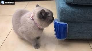 Cat Wall Corner Massage Comb