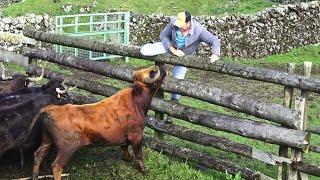 JAF - Separação e Vacinação - (Separation & Vaccination Cows & Calves) - Ilha Terceira - Açores