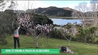 How to prune a peach in 30 seconds