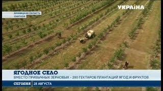 Село мечты: Село в Винницкой области получило второе дыхание благодаря ягодному бизнесу