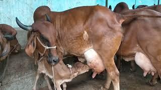 Biggest nepali cow show/Indian cow.....