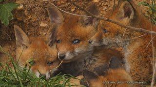 Fuchswelpen spielen vor dem Bau - Fox puppies playing in front of the den