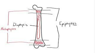 Chapter 6 Osseous Tissue