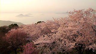 Mt. Shiude and Cherry Blossom ( Kagawa, Japan )