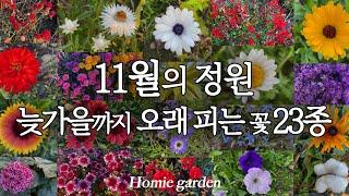 11월 늦가을까지 오래 피는 생존력 최강 가을 야생화 23종 | 가을 정원 가꾸기