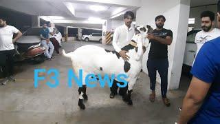 211 kg Goat for Eid-ul-Adha India Heavy Weight Goat 2019 | Bandra | Mumbai