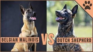 Belgian Malinois vs Dutch Shepherd