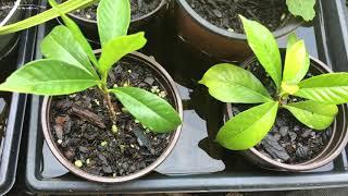 How To Propagate Gardenias The Easy Way