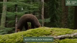 Mythical Creatures Caught On Camera Scotland