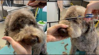 How to groom curly dog head | Lagotto Romagnolo (vertical video)