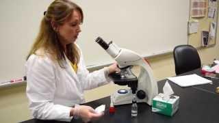 How to Focus on a Stained Slide - MCCC Microbiology