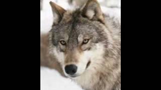 Wolves delisted Again 3/06/2009 URGENT