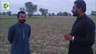 Farmer feedback use of Swat Agro Chemicals Product Ultrasol on Maize.