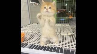 A funny and lively kitten. #cat #cute #kitten  #kucing #pets