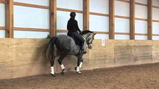 SOLD Fiesta - $15,000 Fancy First Dressage Horse 16.1 10 Year Old Dappled Gray Mare