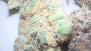 BlockBerry Strain Review from Main Trees : Freekzaatics: strainafterstrain Reviews