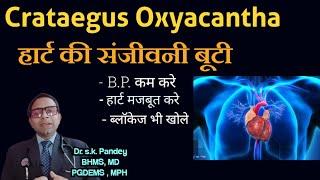 crataegus हार्ट की संजीवनी बूटी,हार्ट मजबूत करे,BP कम करे,ब्लॉकेज भी खोले Dr. s.k. Pandey BHMS, MD