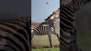 Top 10 mind-blowing facts about the Zebra #america #facts #like #subscribe #usa