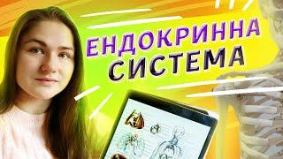 ЕНДОКРИННА СИСТЕМА на ЗНО 2021. Все, що потрібно знати про залози ЕНДОКРИННОЇ СИСТЕМИ