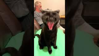 Cat yawning #catvideo #catyawning #cutecatvideos