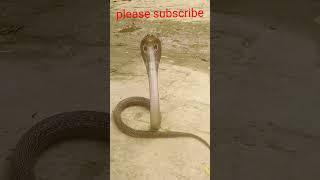 Khatarnak nagin Khatarnak manjar sart video #sart #sarp #snake