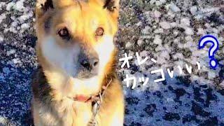 初雪とロングナイスキャッチの保護犬・くーちゃん(預かりさん撮影)