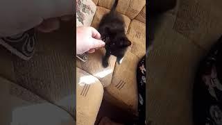 Кормление тигра
